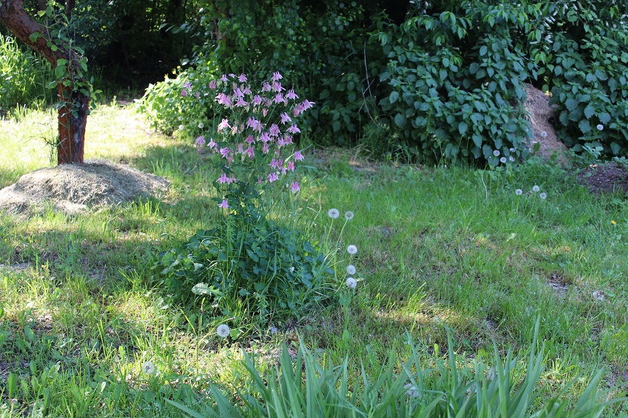 Garten Raddusch