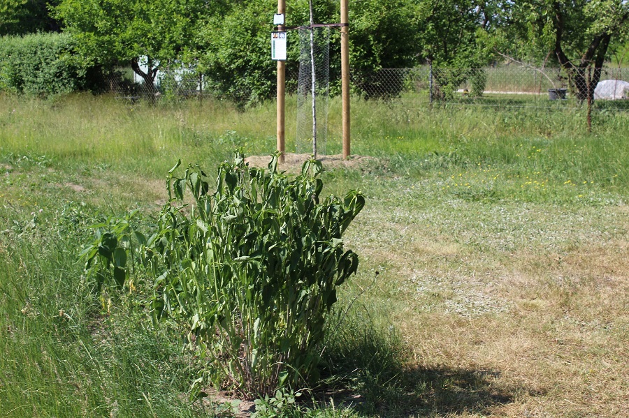 Garten Raddusch
