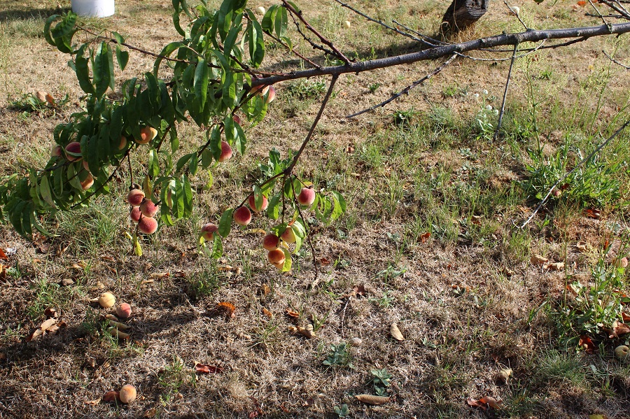 Garten Raddusch