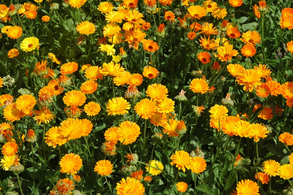 Garten Raddusch