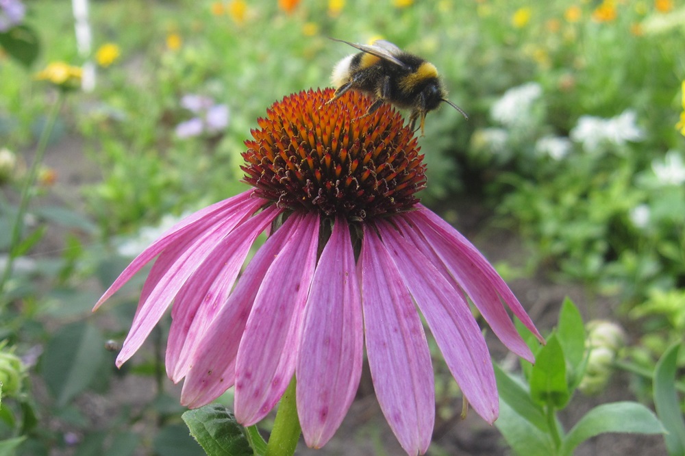 Garten Raddusch