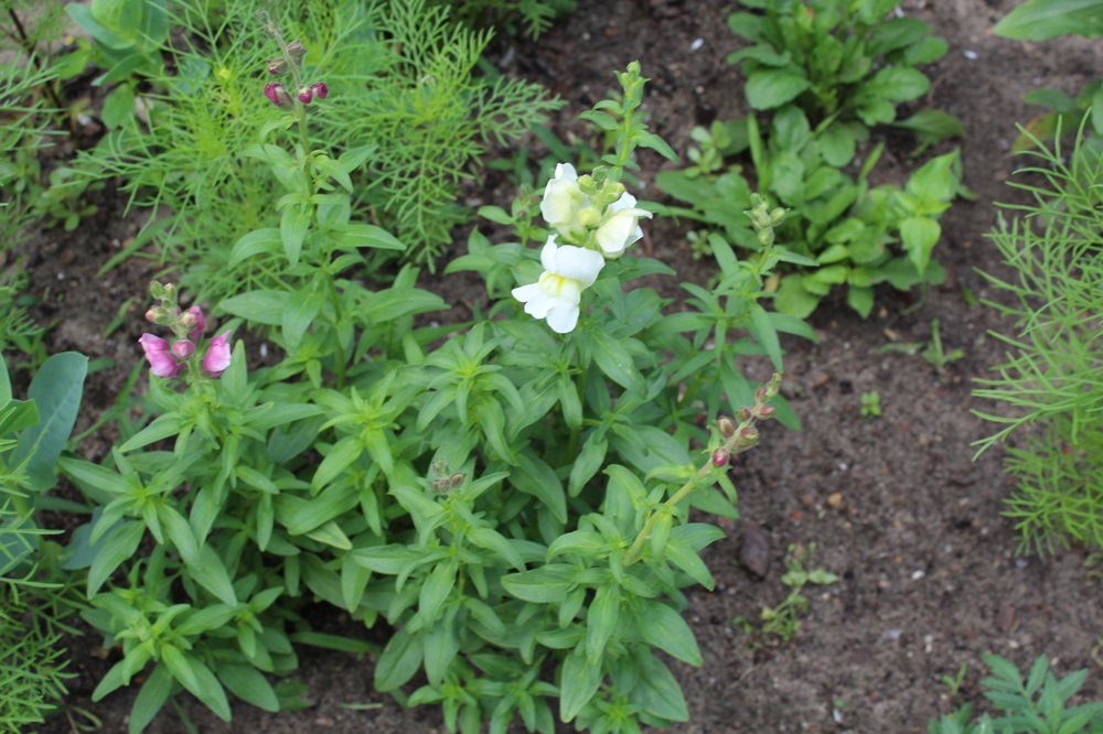 Garten Raddusch