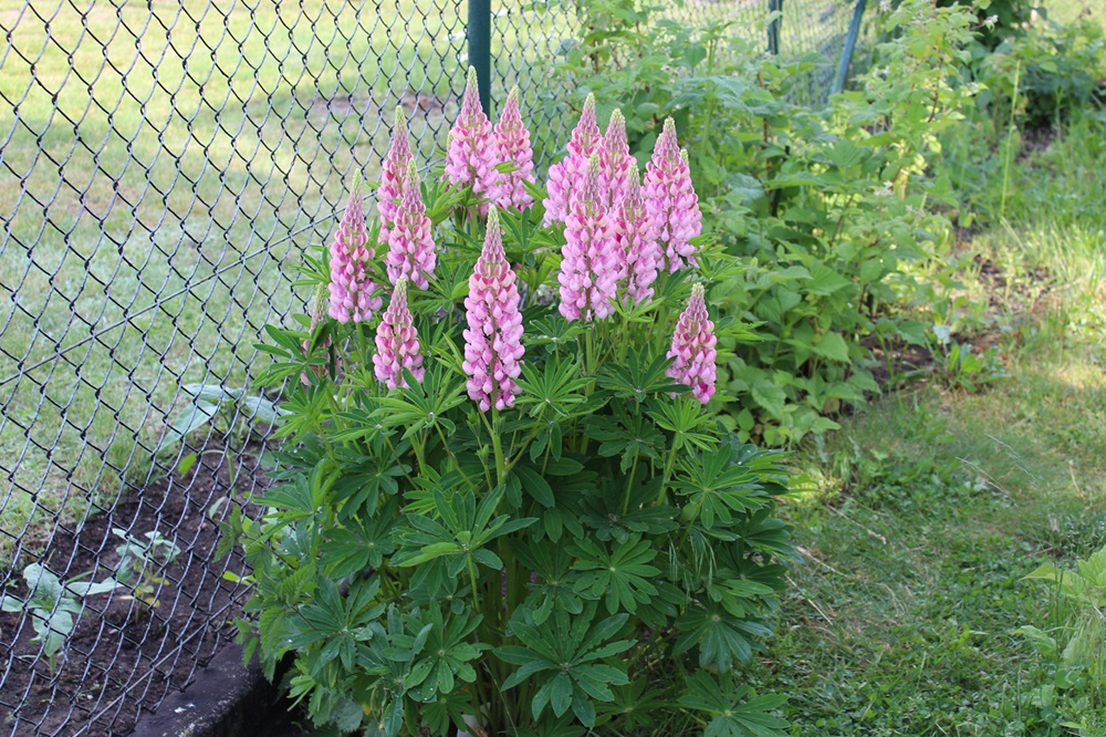Garten Raddusch