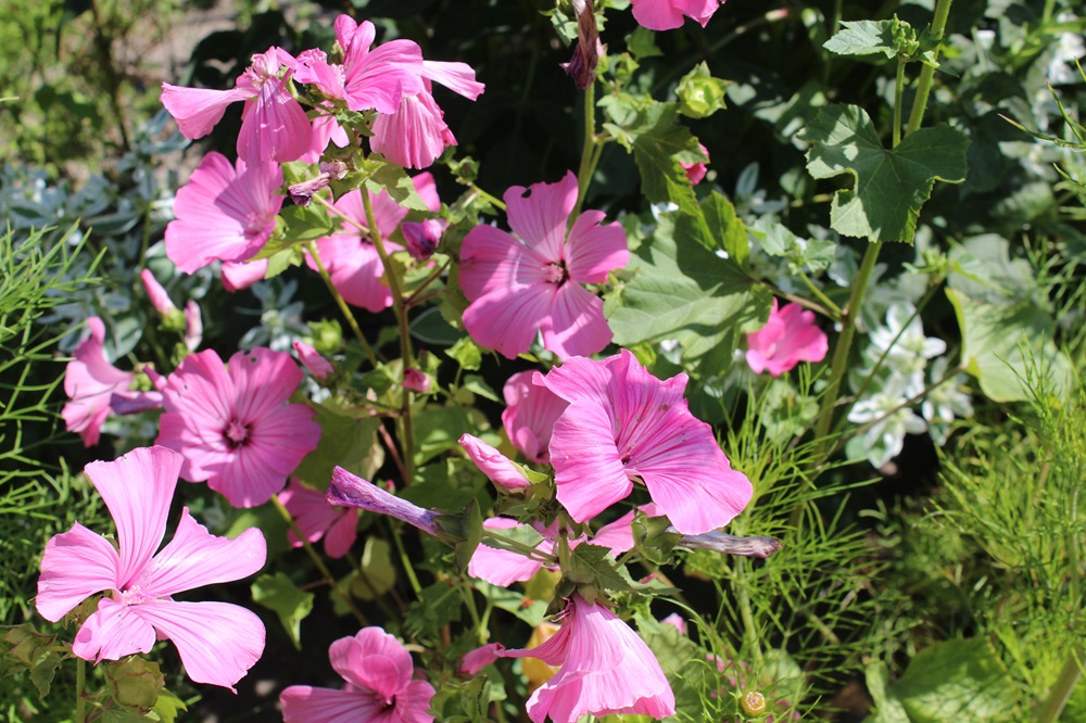 Garten Raddusch