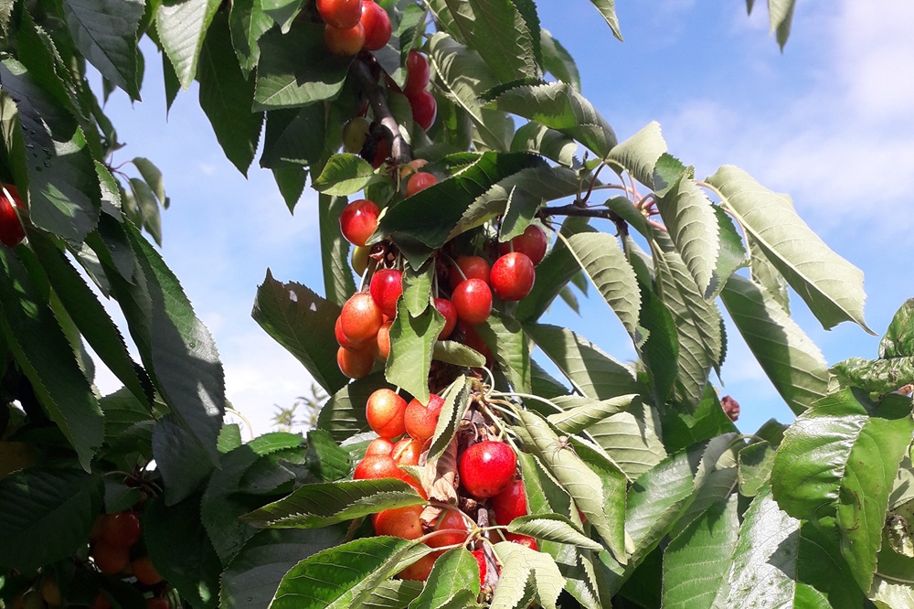 Garten Raddusch