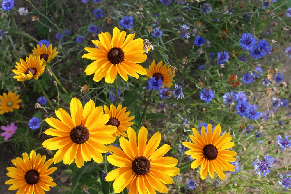 Garten Raddusch