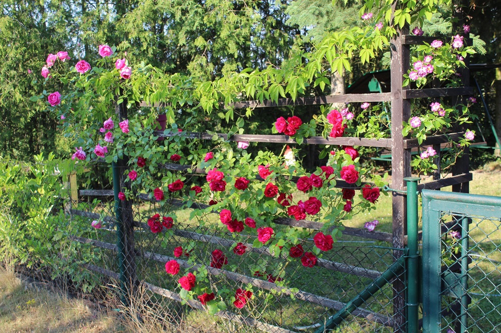Garten Raddusch