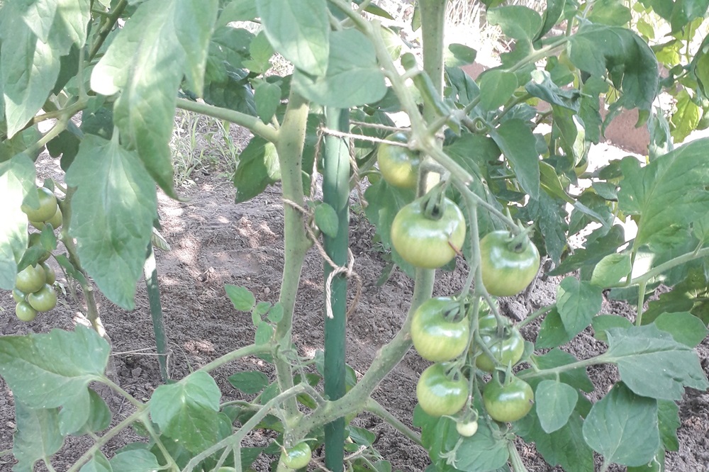 Garten Raddusch