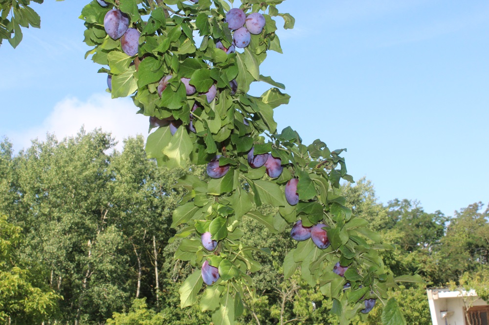 Garten Raddusch