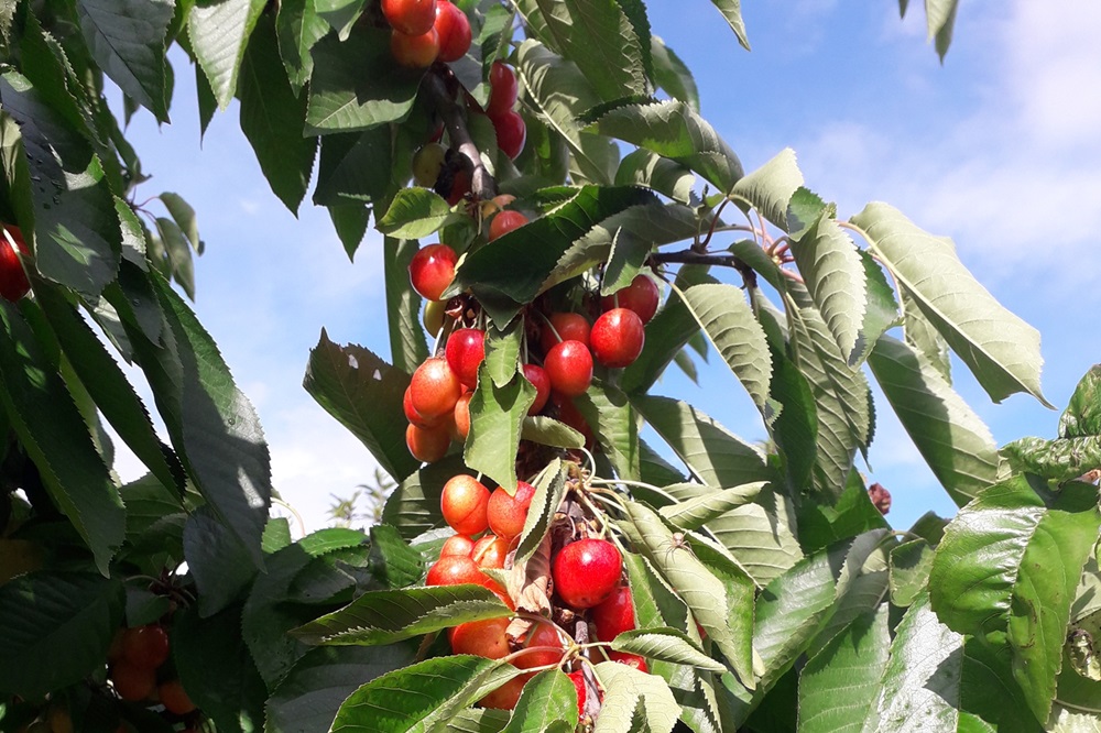 Garten Raddusch