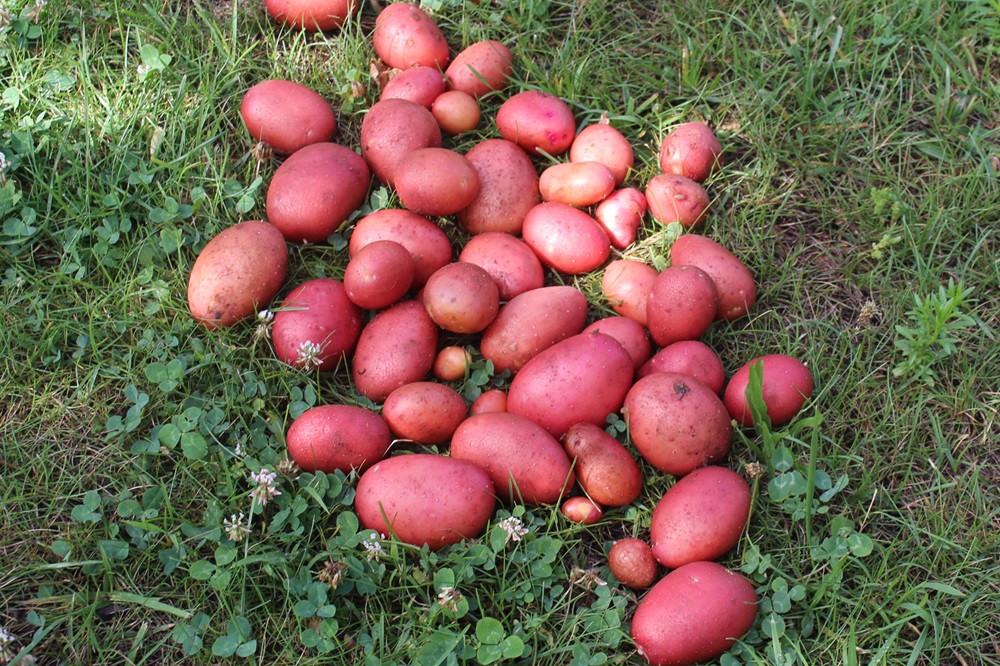 Garten Raddusch