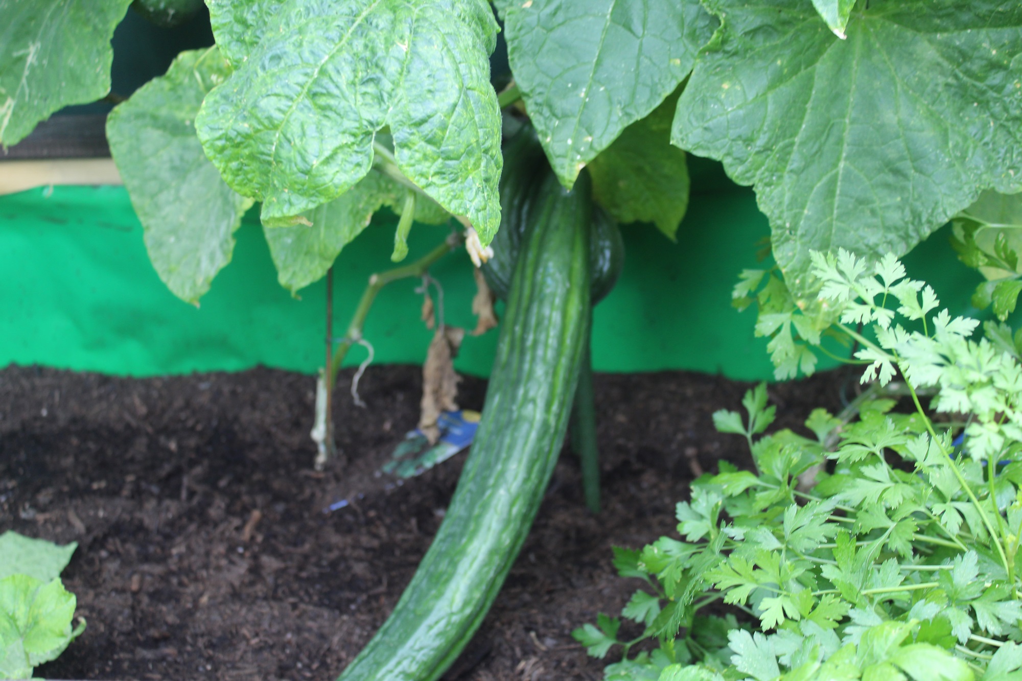 Garten Raddusch