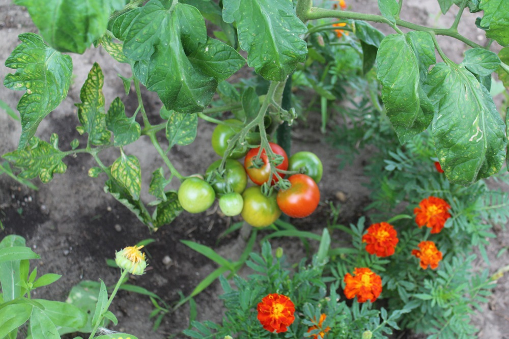 Garten Raddusch