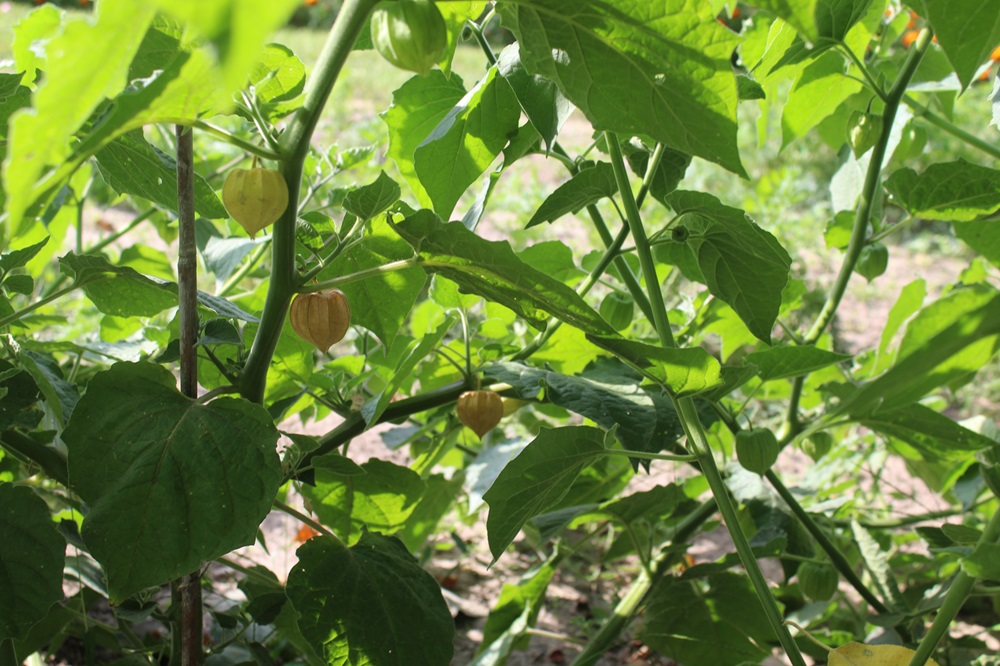 Garten Raddusch