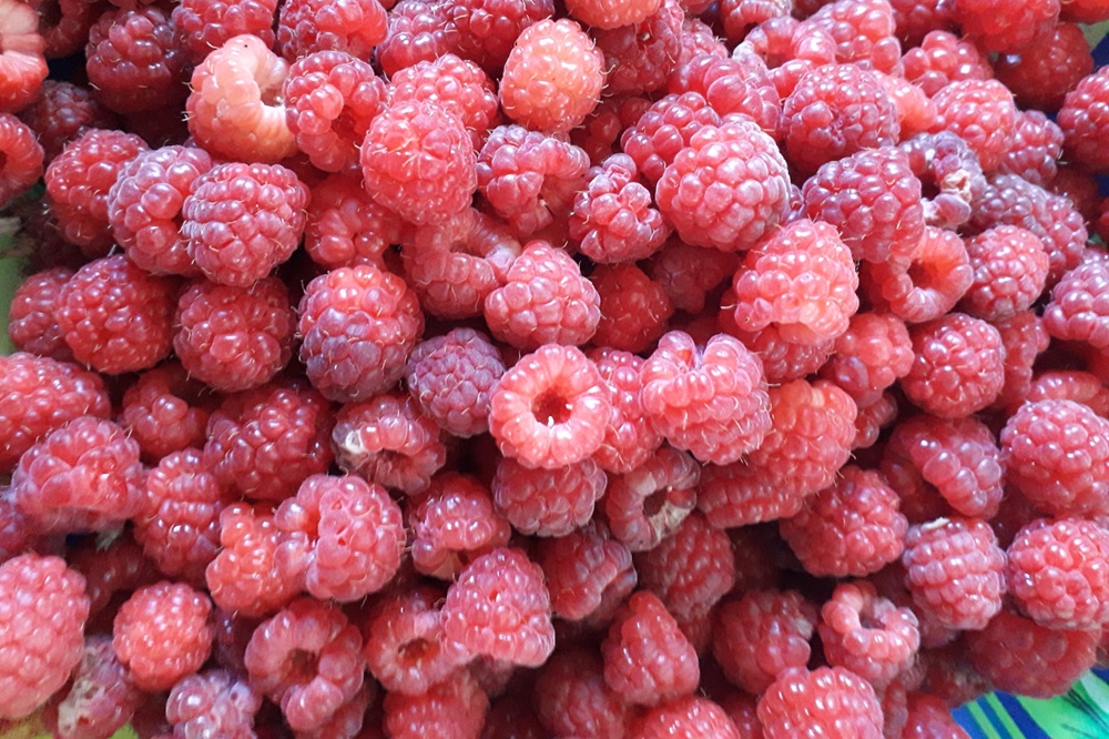 Garten Raddusch