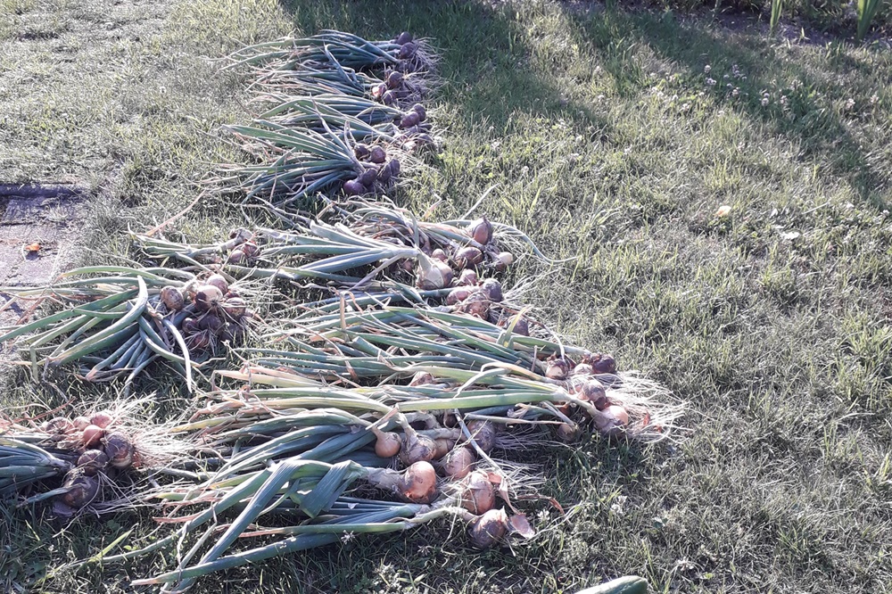 Garten Raddusch